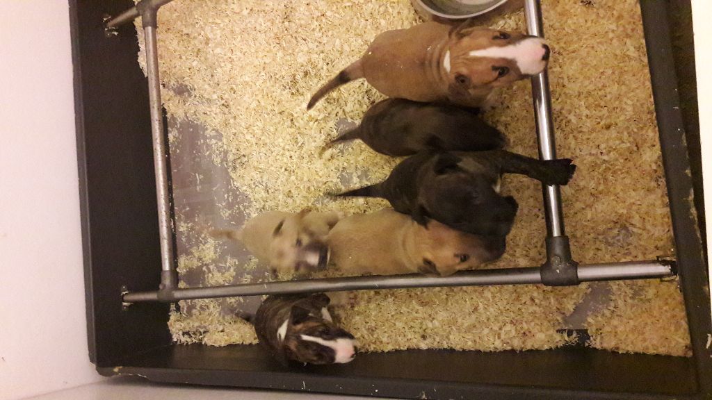 Of Sigaluna Gang - Bull Terrier - Portée née le 30/09/2018
