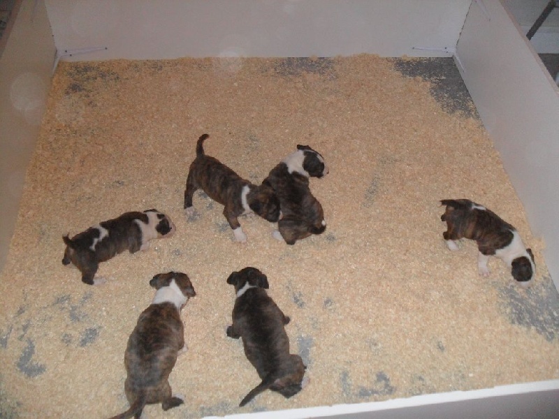 Of Sigaluna Gang - Bull Terrier - Portée née le 20/12/2014