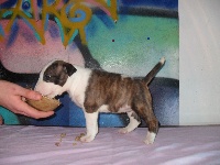 CHIOT