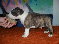 CHIOT