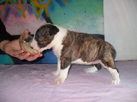 CHIOT