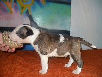 CHIOT