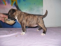 CHIOT