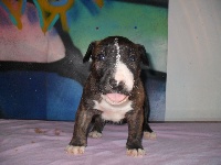 CHIOT